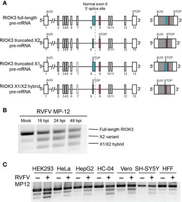 Tra2beta-Dependent Regulation of RIO Kinase 3 Splicing During Rift Valley Fever Virus Infection Underscores the Links Between Alternative Splicing and Innate Antiviral Immunity